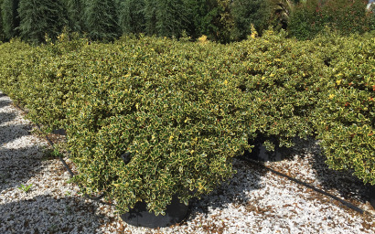 ilex aquifolia aureomarginata